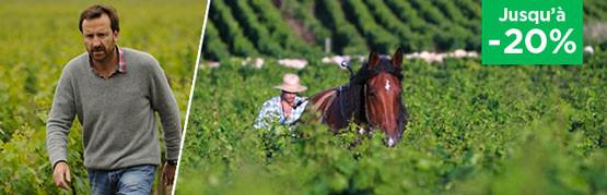 Le surdoué de Saumur-Champigny