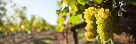 Les blancs du Beaujolais